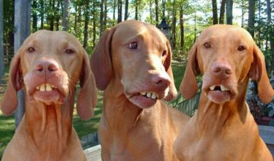 basketeur perd dents 